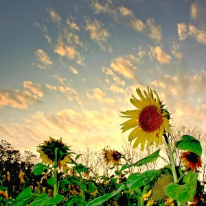 sunflowers-at-sunset-jamesc2
