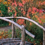 Bridge - Autumn Color