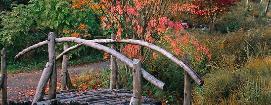 Bridge - Autumn Color