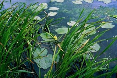 Water grasses