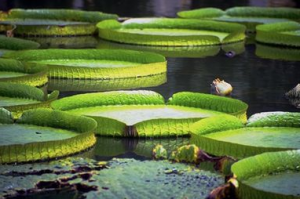 lily pads