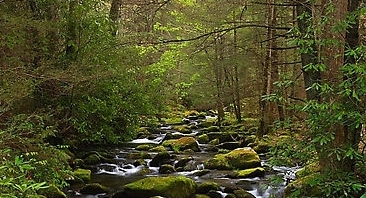 smokey mountain stream