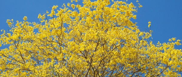 yellow leaves treetop