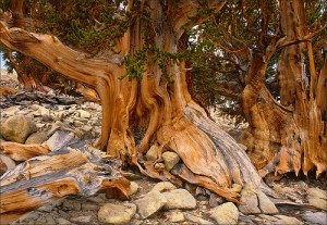 bristlecone pine