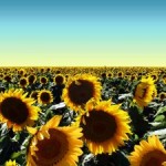 sunflower field photo