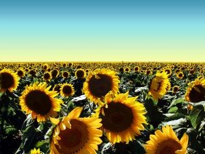 sunflower field photo